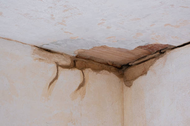 Best Mold removal after water damage  in Winchester, TN
